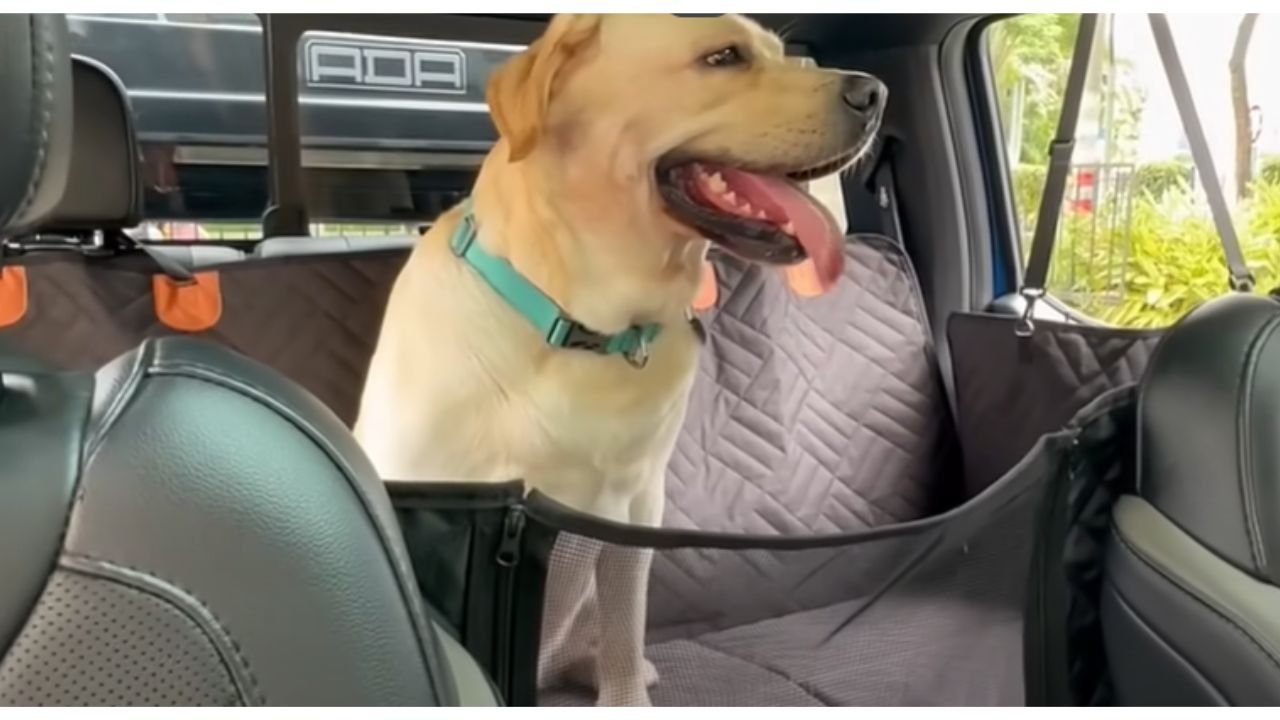 how to get dog smell out of leather car seats