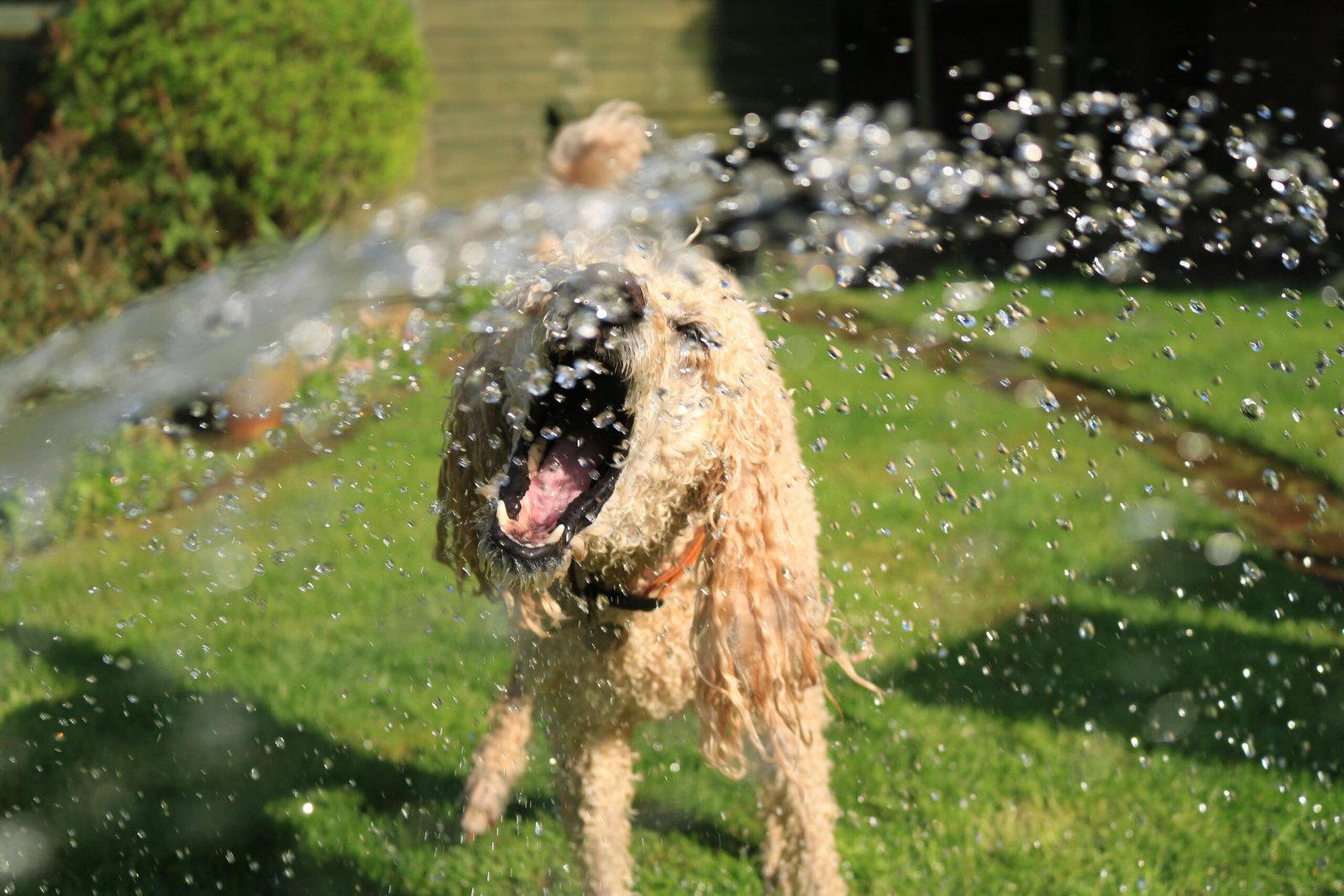 how to keep dog cool in car