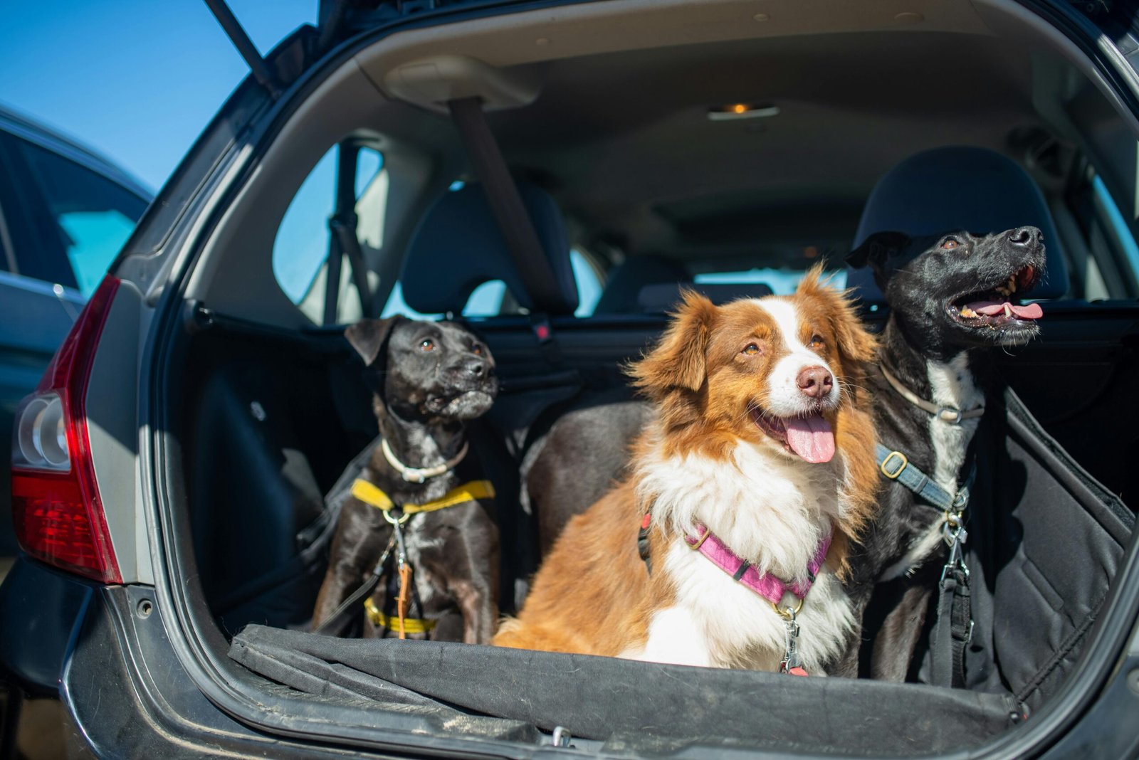 how to get dog hair out of car seats