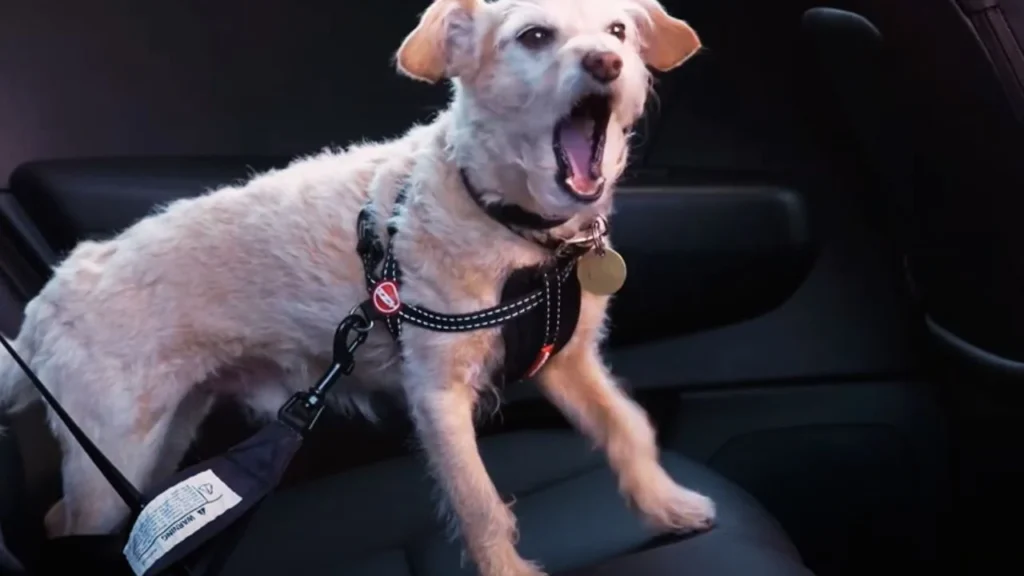 Causes of Car Anxiety in Dogs