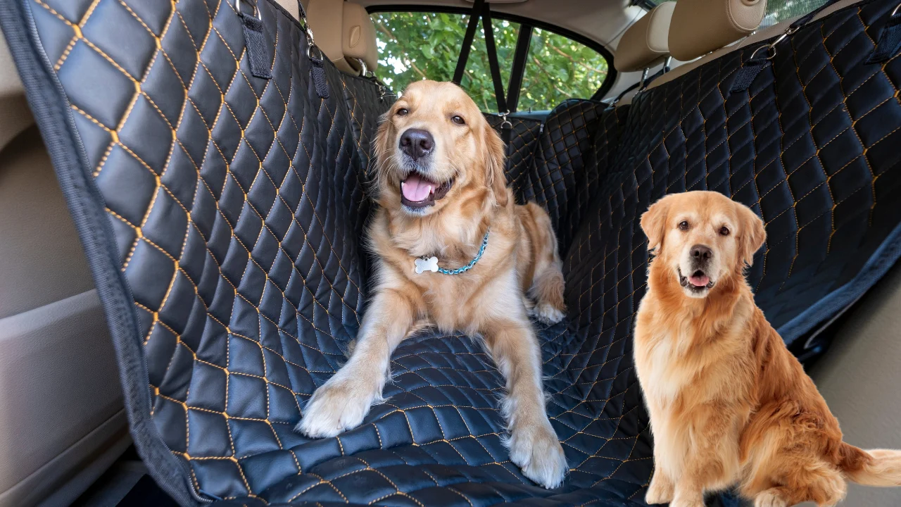 How to install a dog car seat