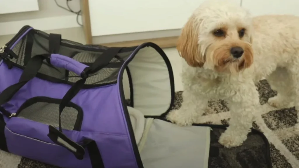 Do I need to use a pet carrier?