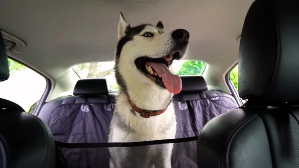 Preparing Your Dog for Car Rides