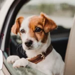 Is It OK to Lock a Dog in a Car​