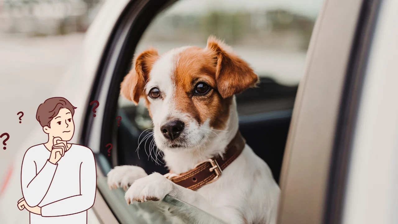 Is It OK to Lock a Dog in a Car​