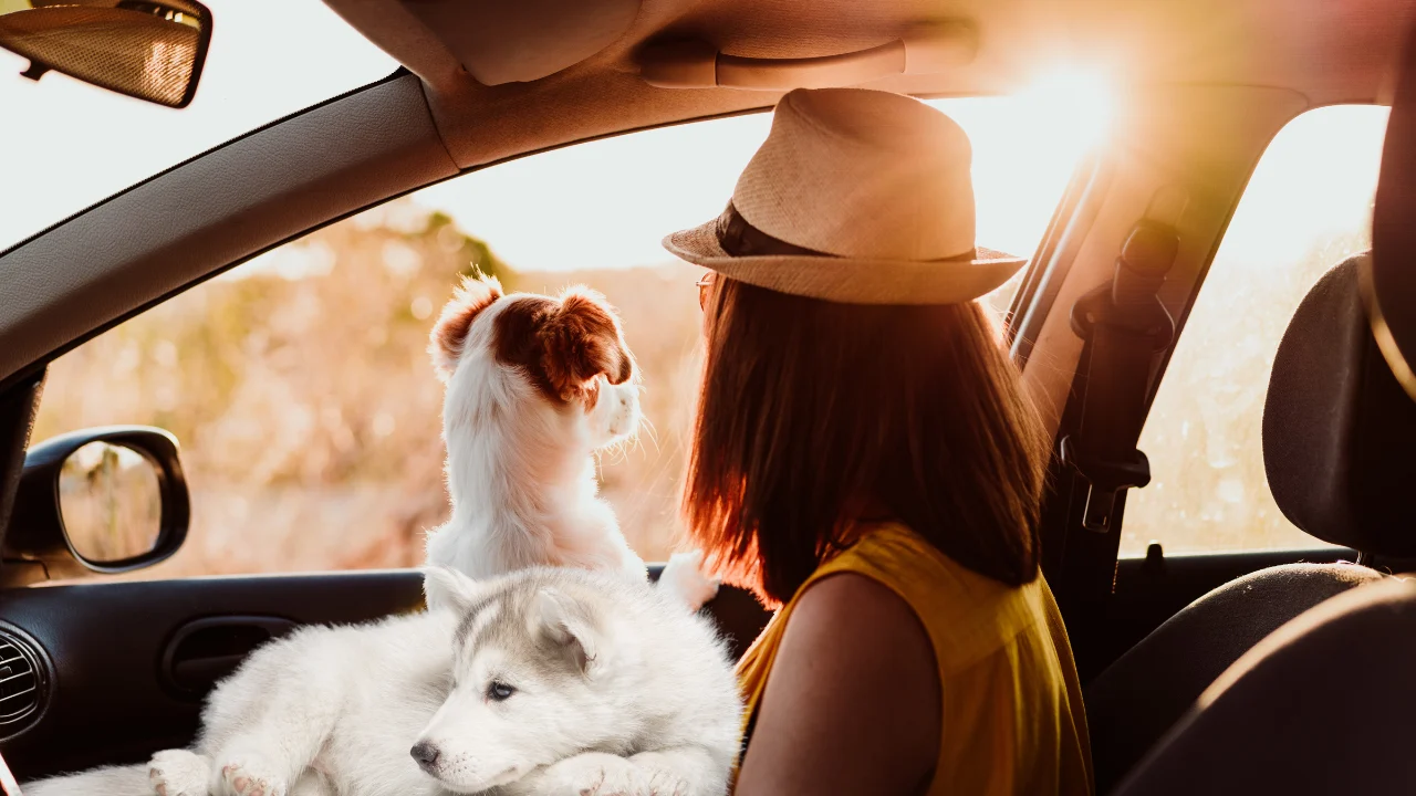 how to calm dogs in the car​