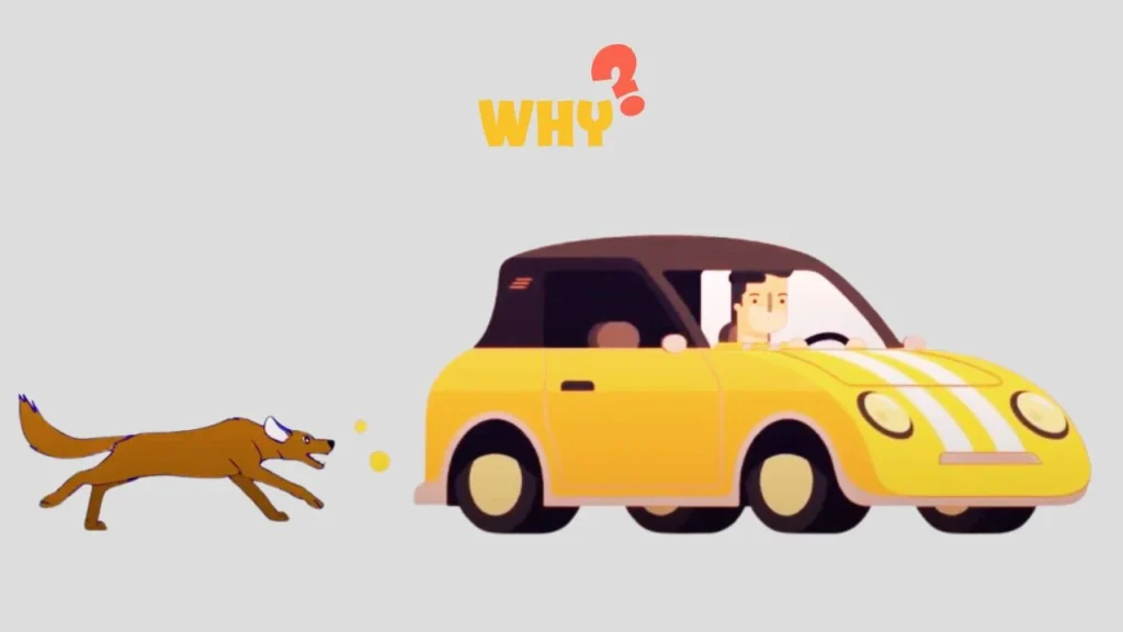 Why Dogs Chase Cars?