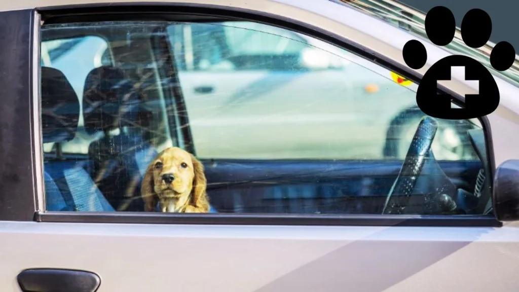 Risks of Leaving a Dog in a Car