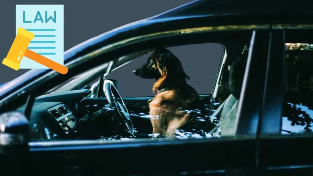 Legal Aspects of Leaving a Dog in a Car