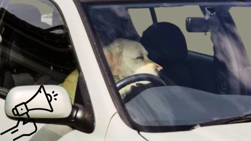 What to Do If You See a Dog Left in a Car