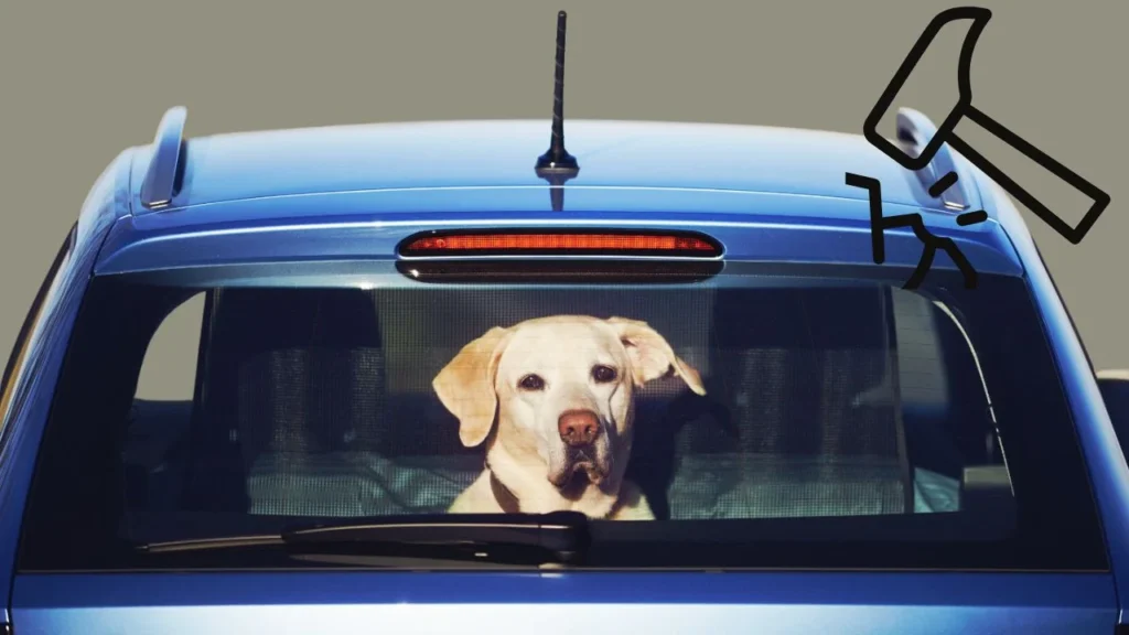 What to Do If You See a Dog Left in a Car