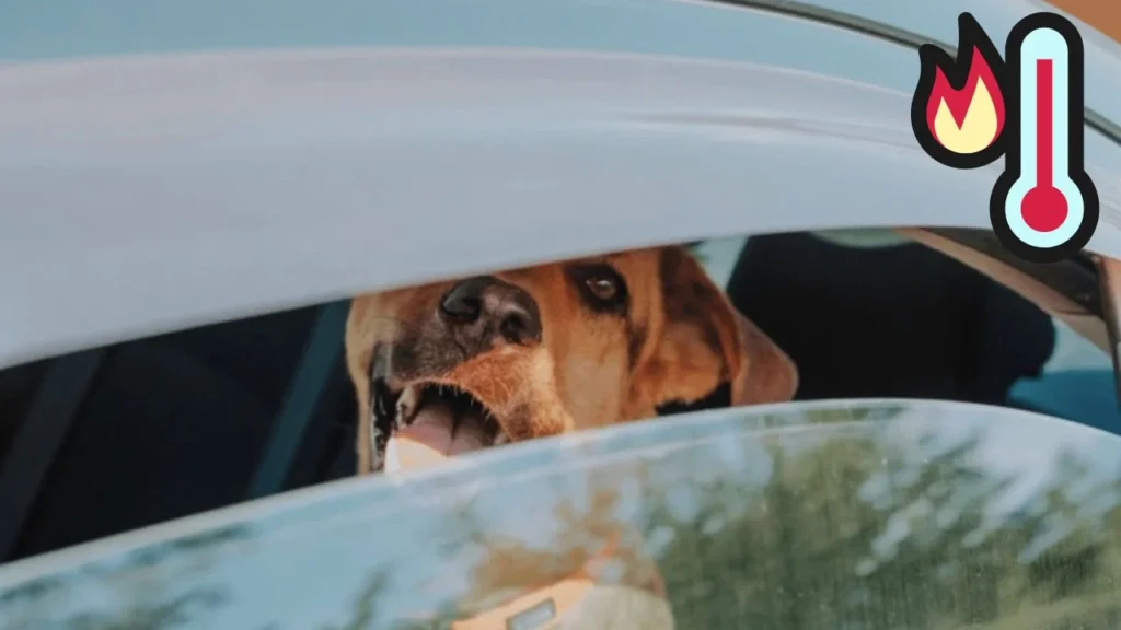 Common Causes of Panting in the Car