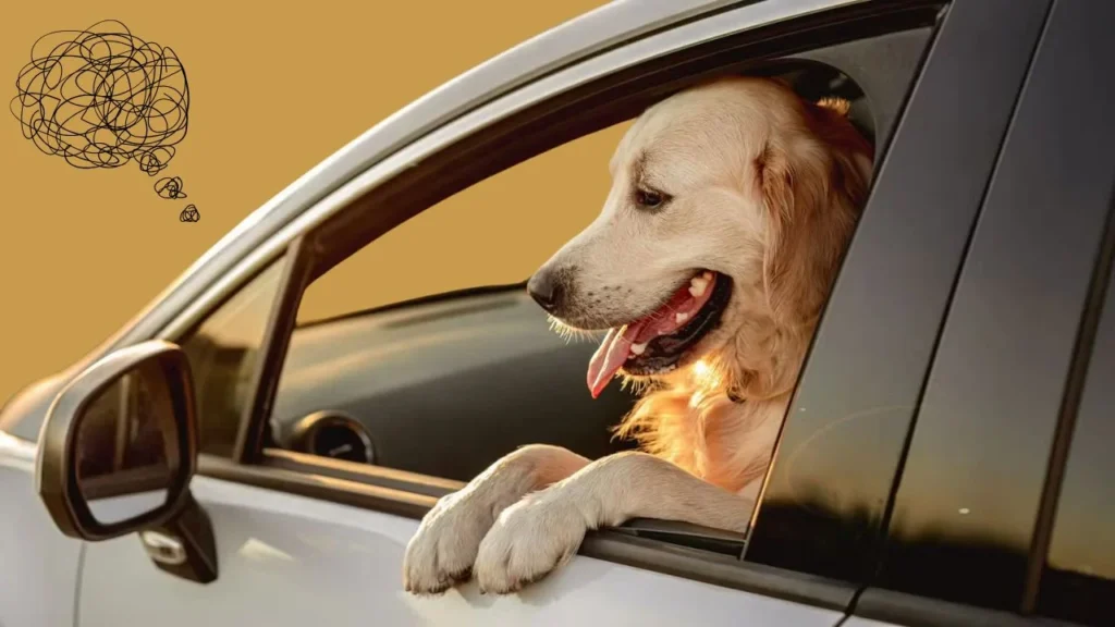 Common Causes of Panting in the Car