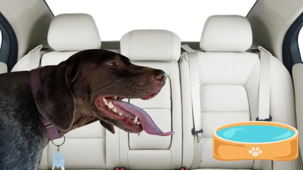 Common Causes of Panting in the Car