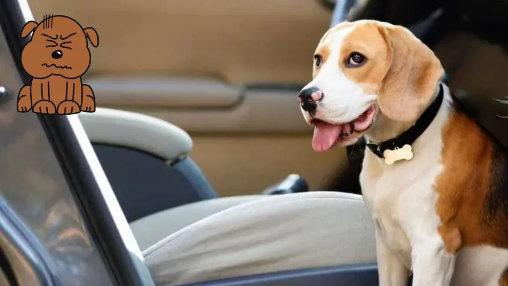 Common Causes of Panting in the Car