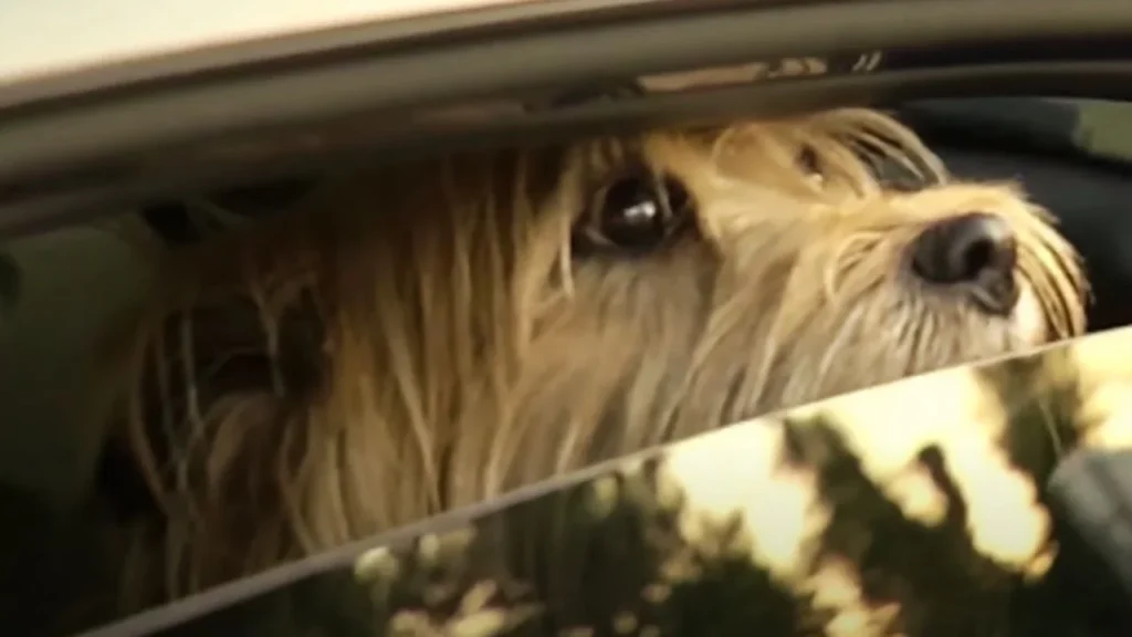 Why Leaving Dogs in Cars is Risky?