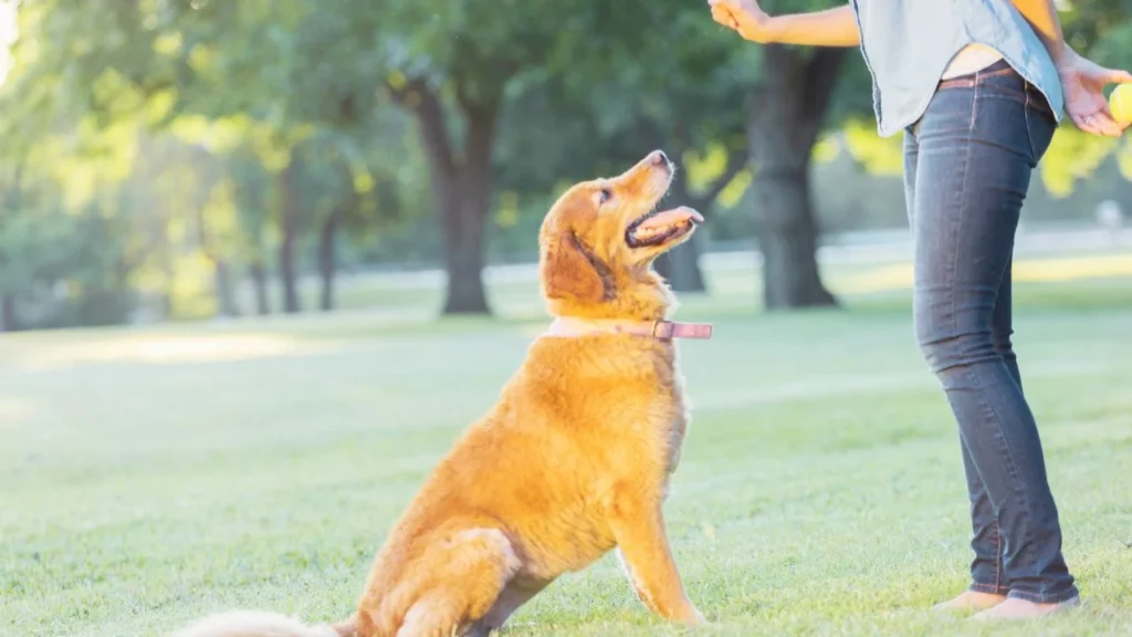 Training Your Dog