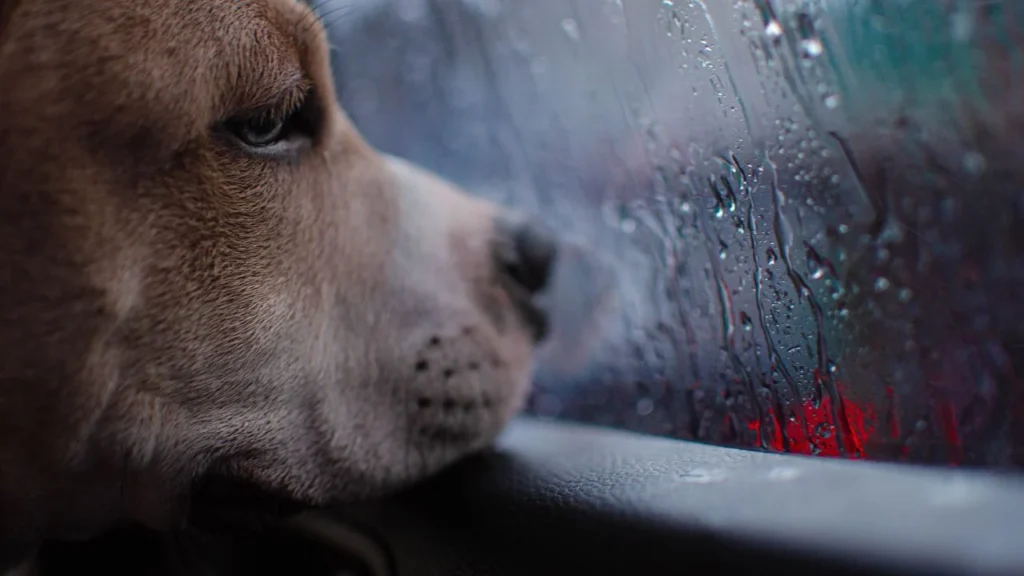 Causes of Dog Anxiety During Car Rides