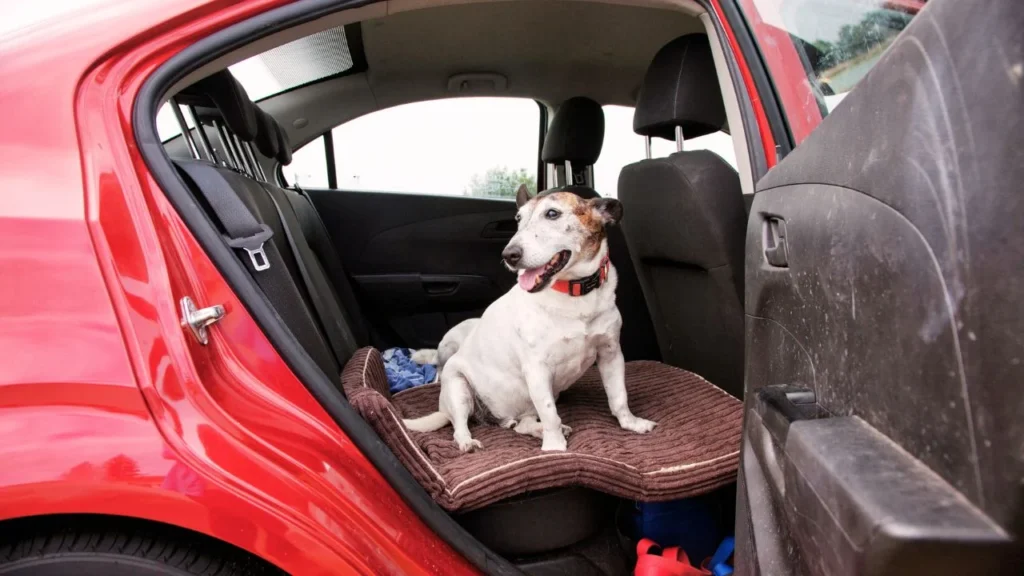 Causes of Dog Anxiety During Car Rides