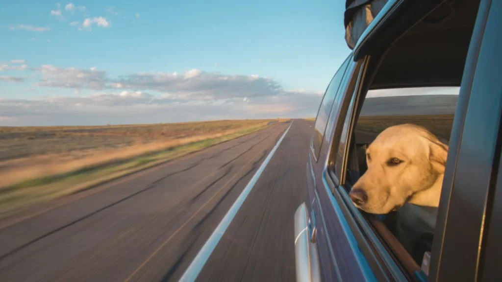 Keeping Your Dog Busy During the Ride