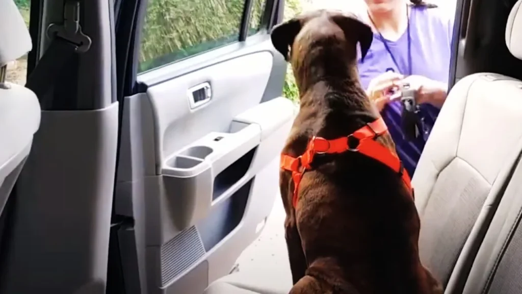 Can I use my dog's collar to secure them in the car seat?