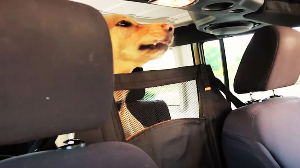 Back Seat Barriers and Dog Guards