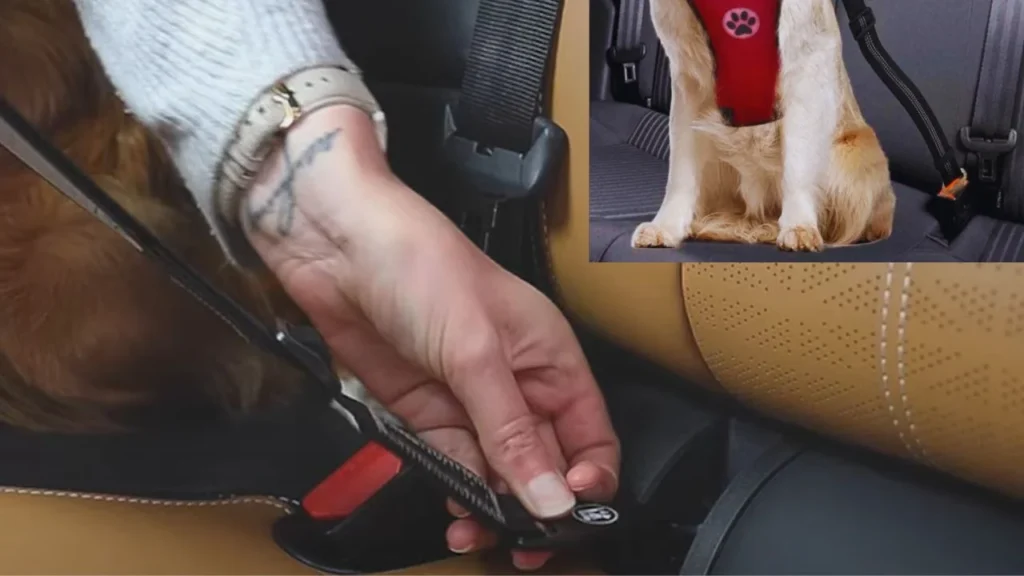 Dog Car Harnesses