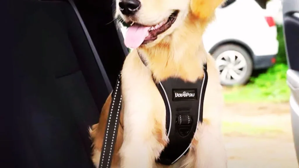 Dog Car Harnesses