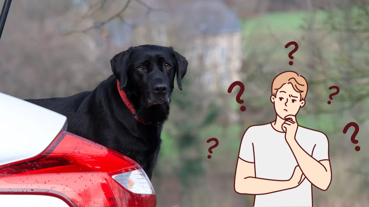 How to Help Dogs with Car Anxiety