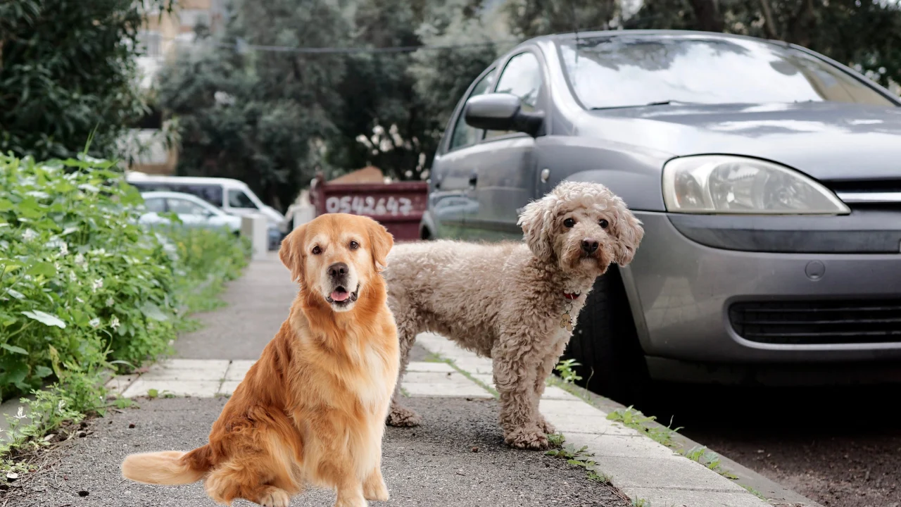 how to get a dog into a car​