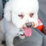 how to calm a panting dog in the car​