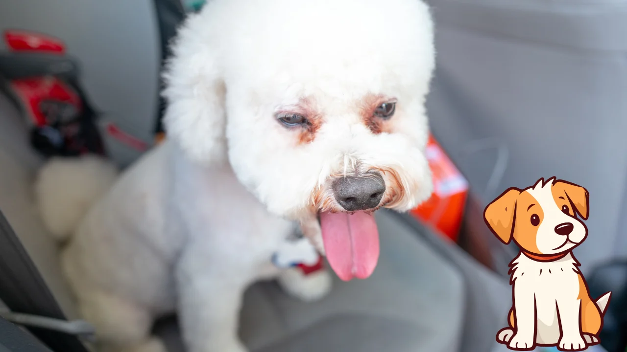 how to calm a panting dog in the car​