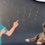 how to get dog scratches off car​