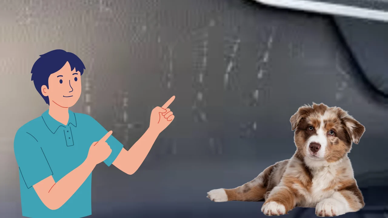 how to get dog scratches off car​