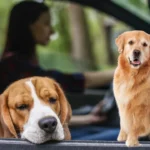 how to keep a dog from getting car sick​