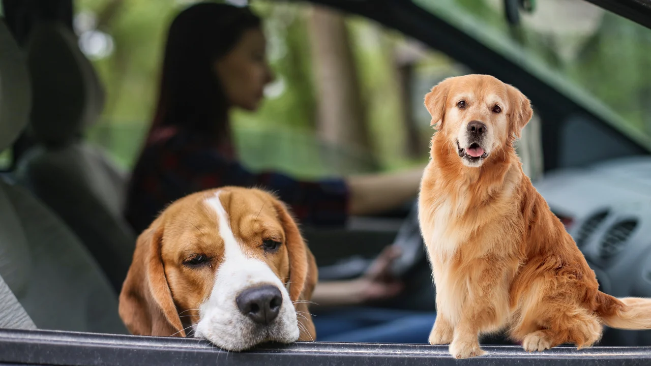 how to keep a dog from getting car sick​