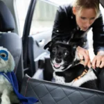 how to keep dog safe in car