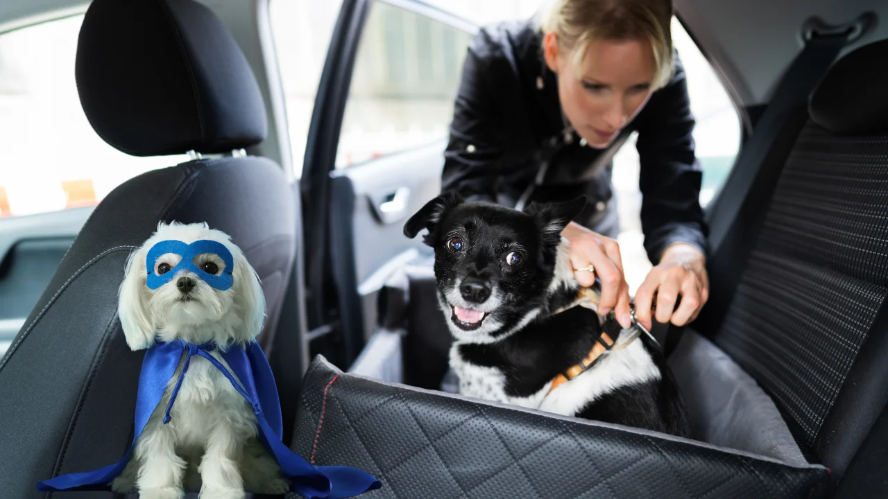 how to keep dog safe in car