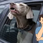 how to stop dog barking in car​