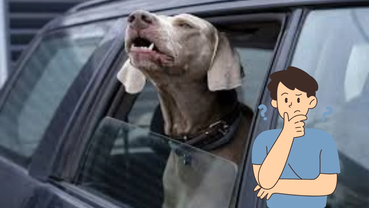 how to stop dog barking in car​