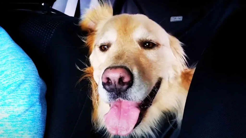 panting or anxiety during car rides