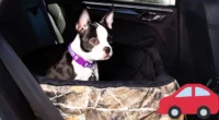 Best Ways to Travel with a Dog in the Car