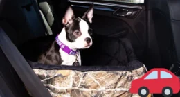 Best Ways to Travel with a Dog in the Car