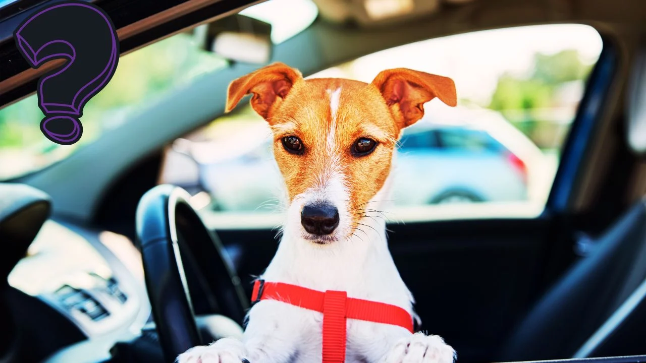 Can Dogs Ride in the Front Seat?